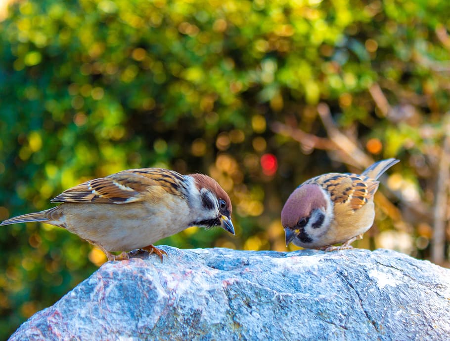 sparrows, eating, rock, birds, hungry, small, pecking, songbirds, animal themes, bird