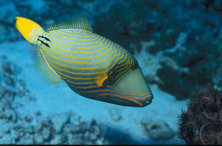 triggerfish, maldives, island, holiday, atoll, underwater, indian ocean, paradise, sea, underwater world