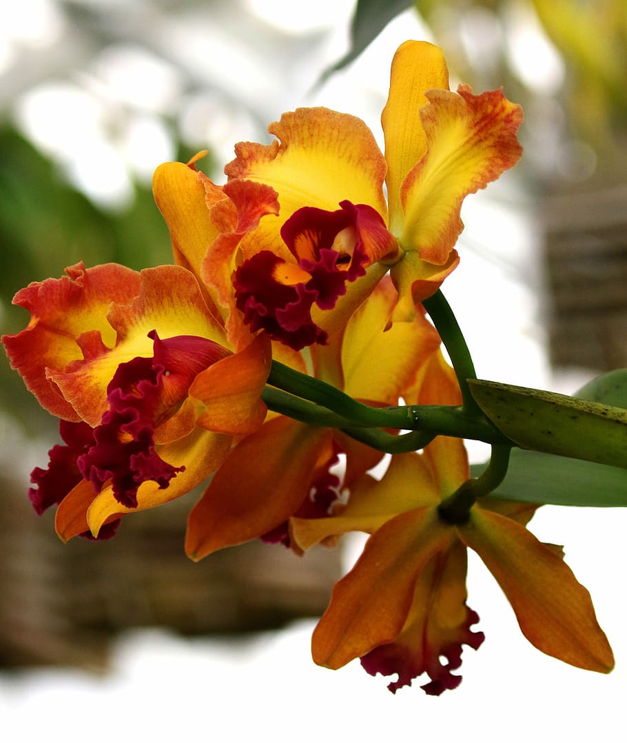 Orchid, Orange, Flower, yellow, red, greenhouse, new jersey, plant, natural, park