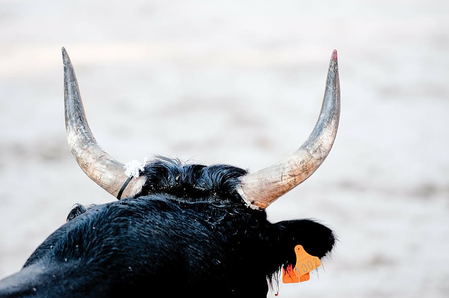 photograph, black, bull, bull races, camargue race, horn, cowhide, one animal, animal, animal head