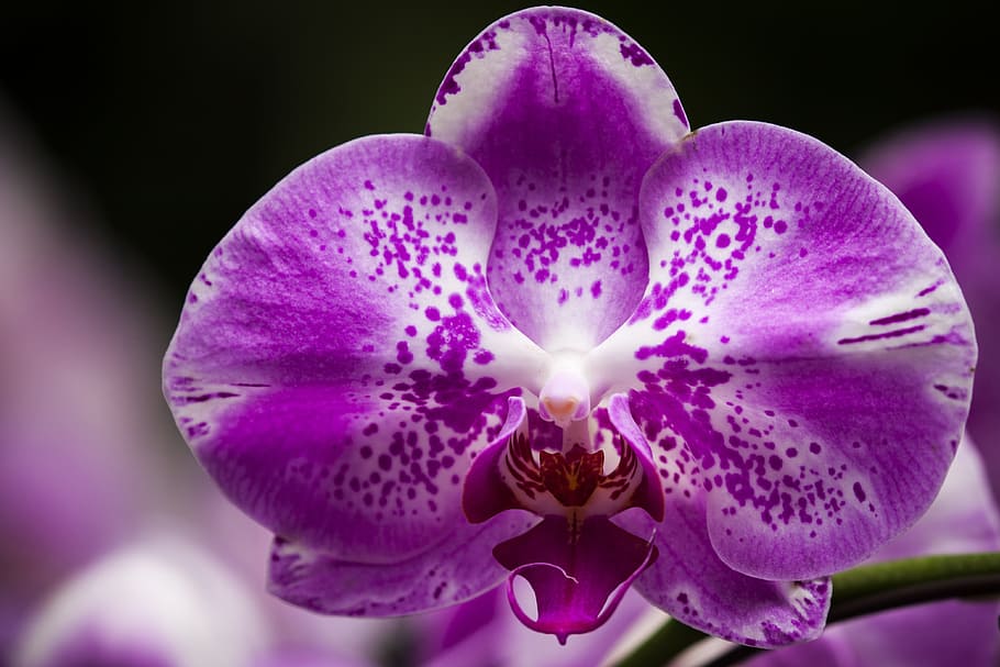 orquídea de la polilla púrpura, orquídea, floración, violeta, Flor, planta floreciente, belleza en la naturaleza, pétalo, púrpura, fragilidad