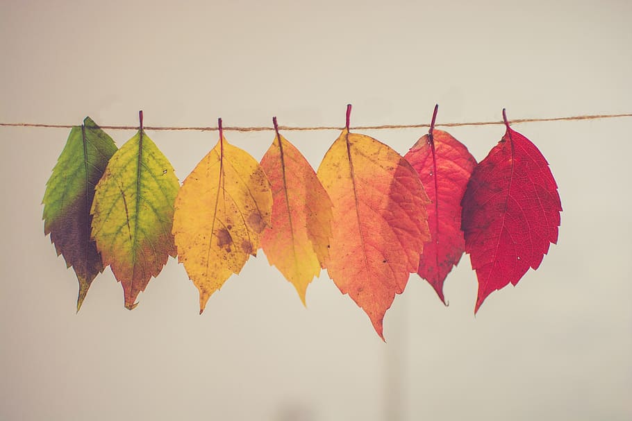 assorted-color, hanging, leaves, photograph, colorful, nature, tree, plant, autumn, plant part