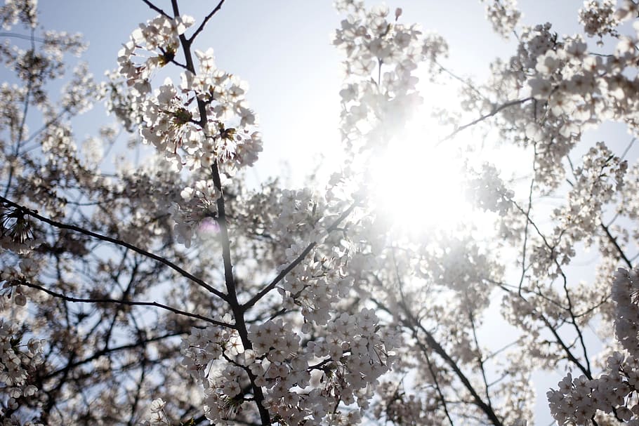 cherry blossom, spring, flowers, nature, plants, cherry flowers, wood, sky, love, petal
