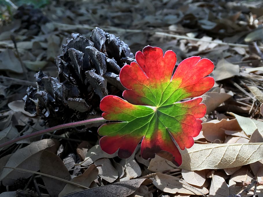 2016, Wonders, red and green leaf, leaf, plant part, beauty in nature, growth, nature, plant, day