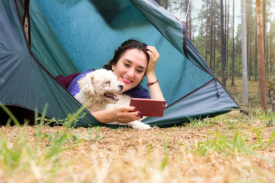 girl, purple, shirt, using, smartphone, white, poodle, inside, blue, camping tent close-u photo