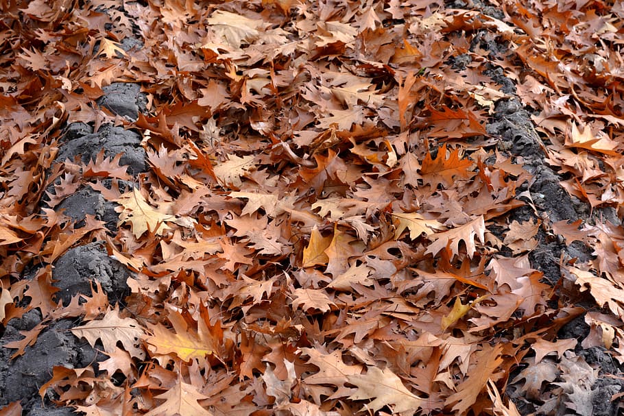 autumn, season, leaves, oak leaf, nature, autumn leaf, change, plant part, leaf, dry
