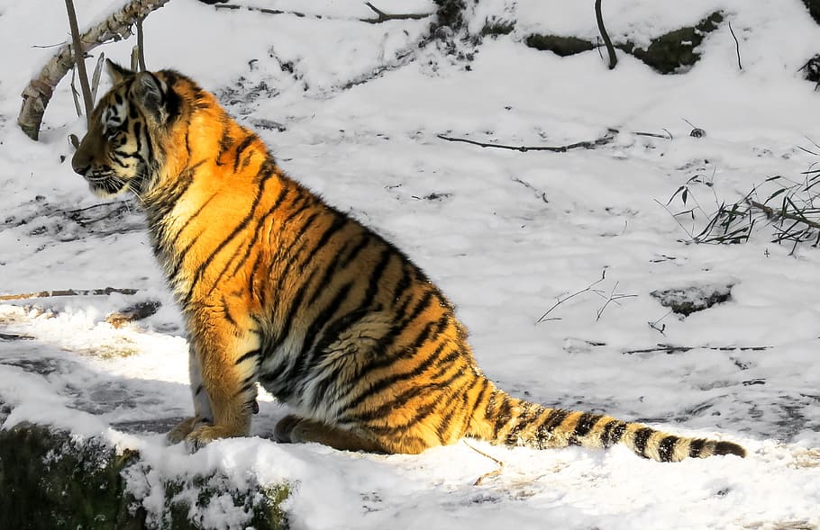 虎, 座っている, 雪原, 虎の子, 猫, 若い動物, ニュルンベルク, 野生, 冬, 寒さ