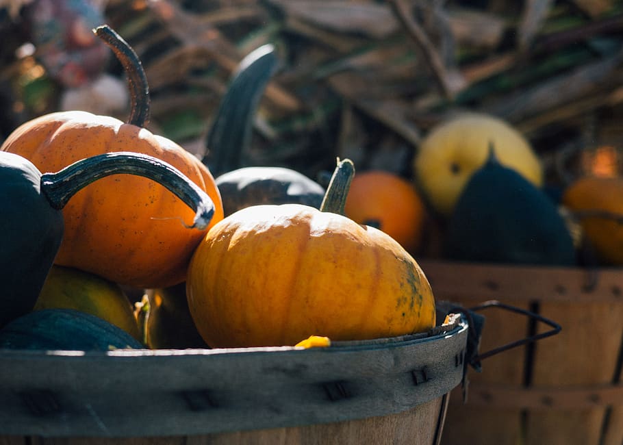 pumpkins, basket, halloween, fall, autumn, nature, outdoors, food, food and drink, healthy eating
