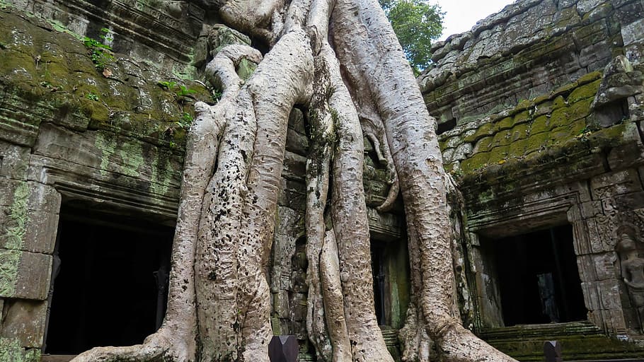 camboya, angkor, templo, ta prohm, historia, asia, complejo de templos, budismo, arquitectura, templo - Edificio