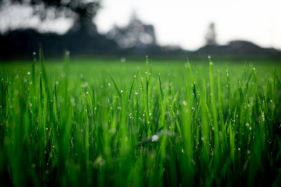зеленый, трава, Фокус фотография, дневное время, Селективный, Фокус, фотография, растение, сельское хозяйство, Посевы
