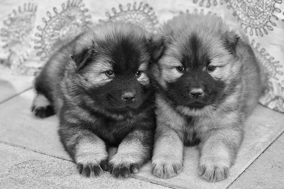 puppies eurasier, photos black white, eurasier, young puppies, female eurasier, bitch plinn, animals, doggie, mascot, canine
