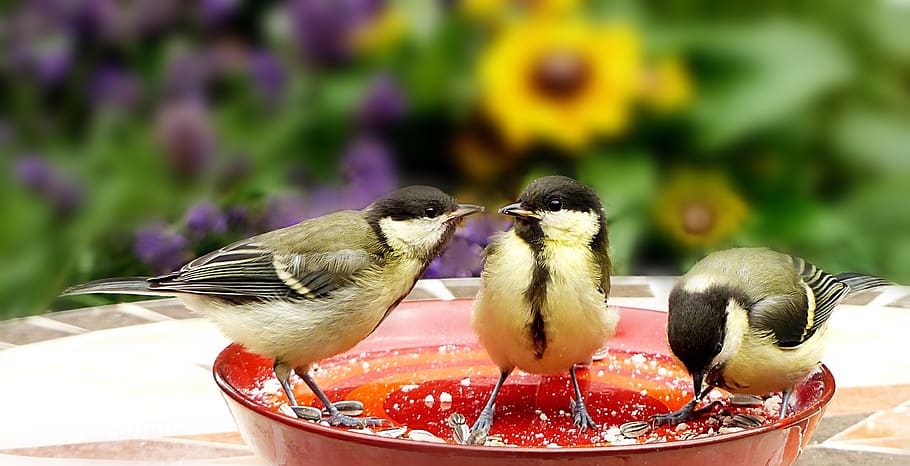 animal, bird, songbird, small, tit, parus major, three young great tits, foraging, lining plate, garden