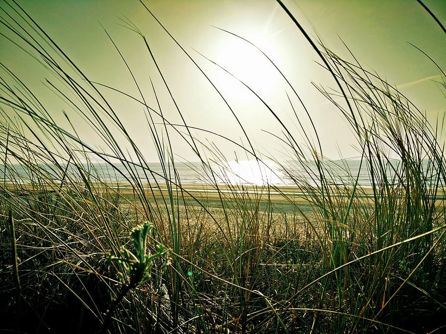 green, grasses, sea, daytime, beach, marram grass, dune, sand, landscape, netherlands