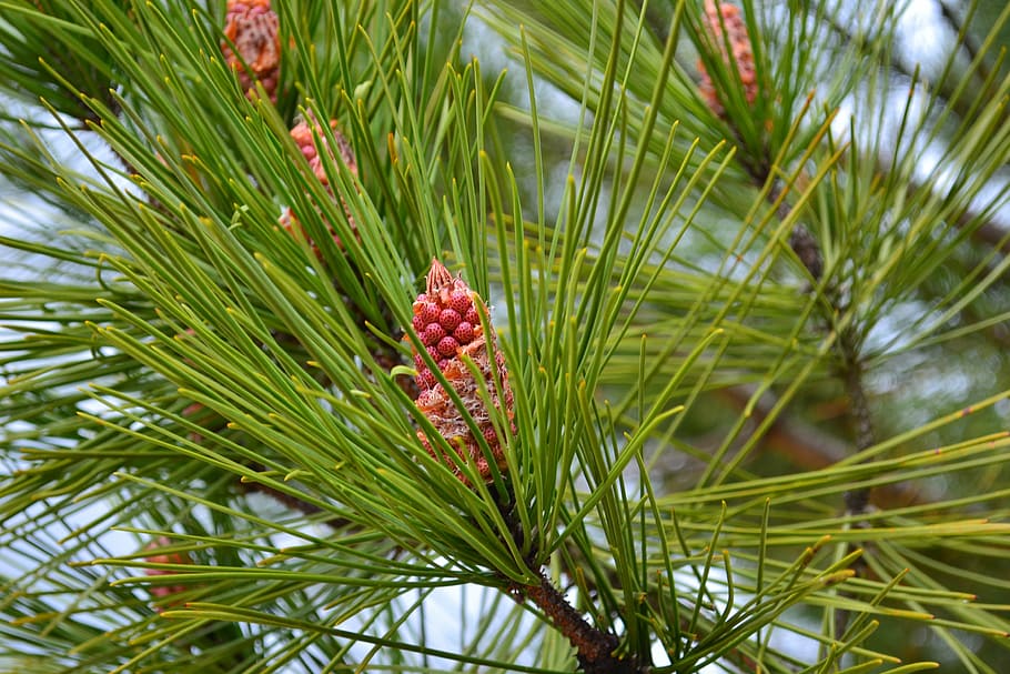 pine, cone, points, pinecone, maritime pine, nature, plant, tree, green Color, growth
