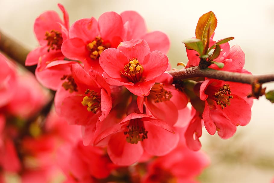 ornamental quince, flowers, bush, red, red orange, roses, chaenomeles, rosaceae, branch, ornamental shrub