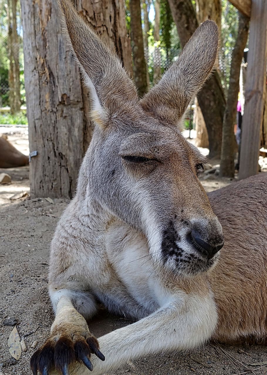 brown, white, donkey, trees, kangaroo, face, australia, portrait, cute, native