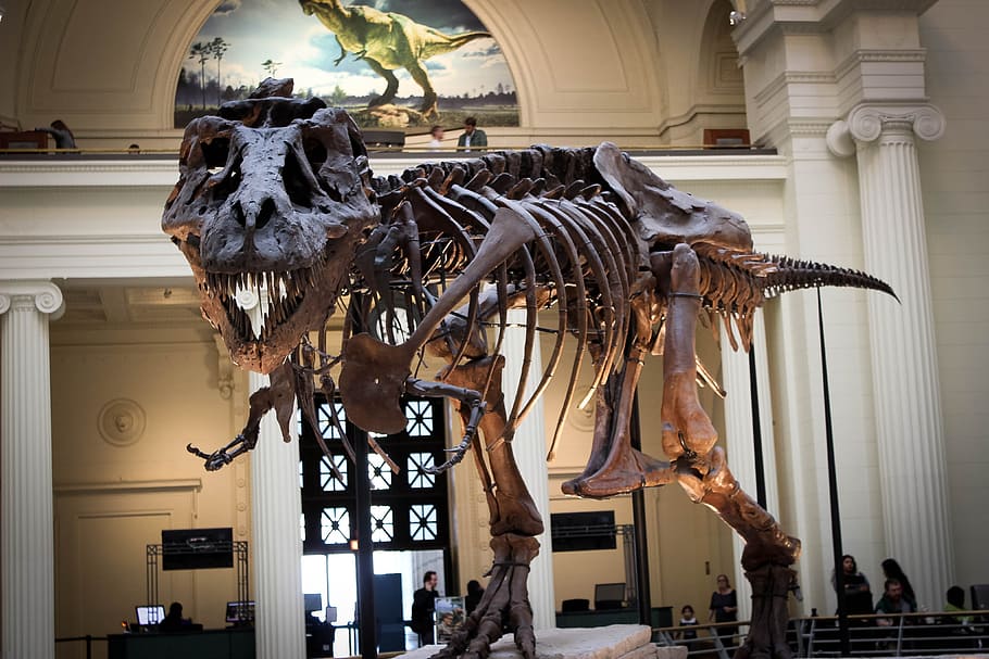Tyrannosaurus rex esqueleto, dinosaurio, árbol, museo, dino, tiranosaurio, esqueleto, carnívoro, jurásico, animal