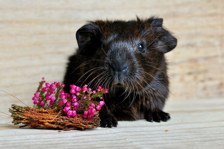 black, brown, hamster, flowers, wooden, surface, guinea pig, smooth hair, gold agouti, young animal