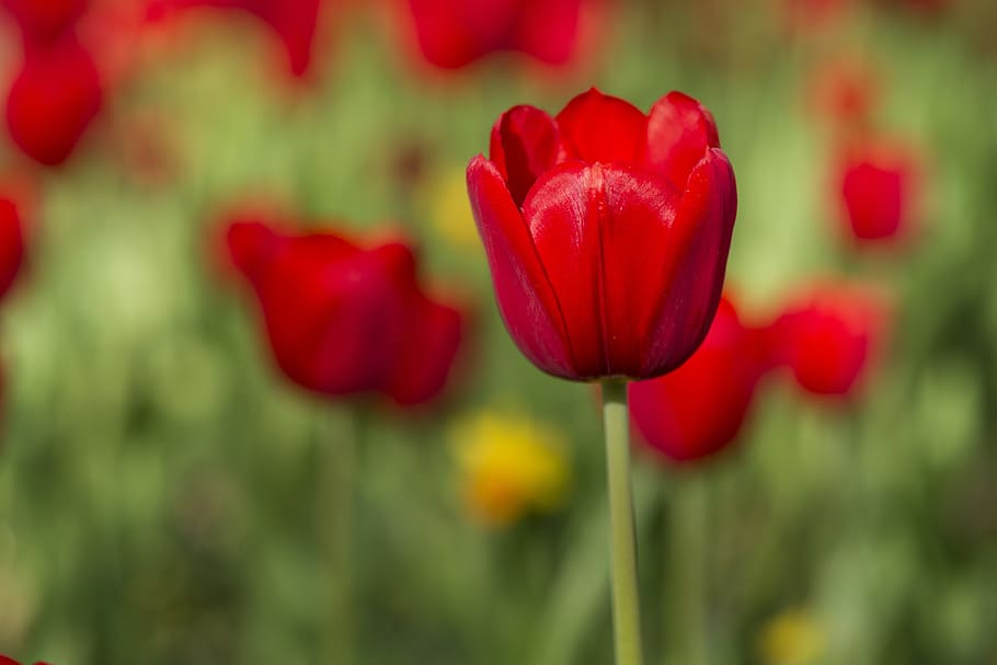 selective, focus photography, red, tulip flower, Flower, Tulips, Vivid Color, flowers, nature, plant
