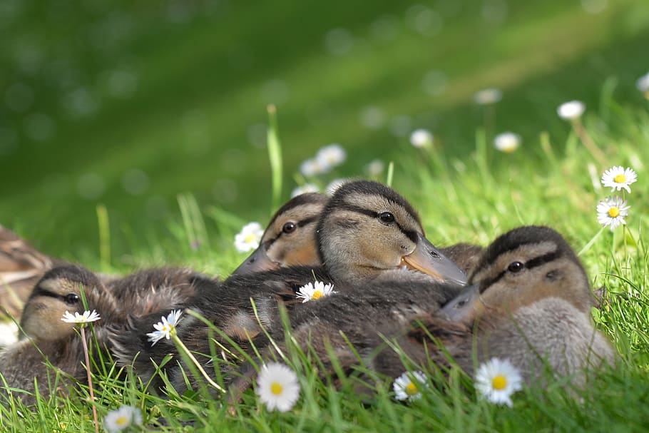 flocks, brown, ducks, duck, animal, young, water, bird, water bird, wild ducks