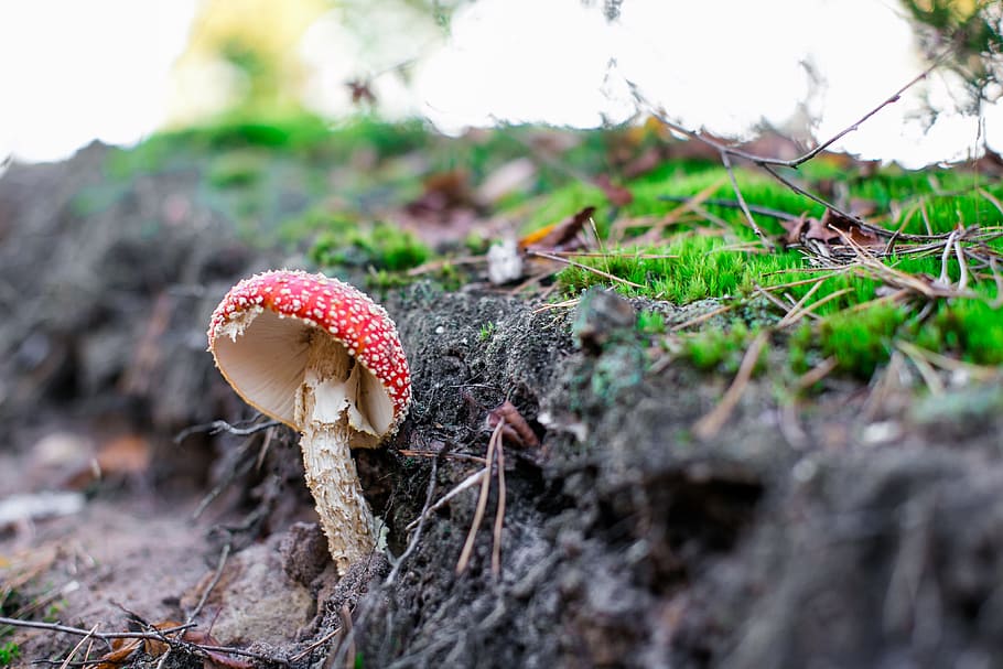 Fungus, Fall, Foam, Nature, green, vegetation, forest, under wood, hiking, field