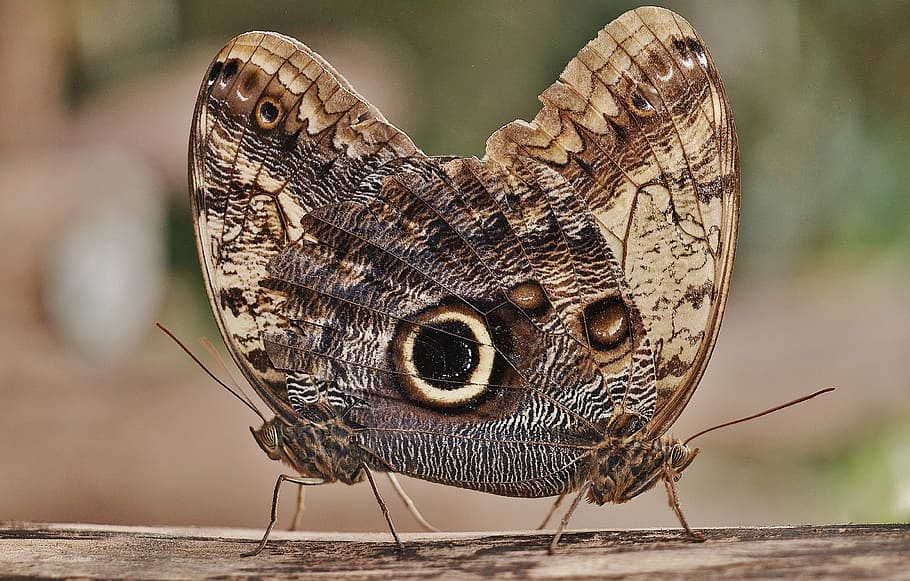 dua kupu-kupu coklat-dan-hitam, kupu-kupu burung hantu, kupu-kupu, caligo, nymphalidae, serangga, caligo eurilochus, bawah, bagian bawah sayap, pasangan