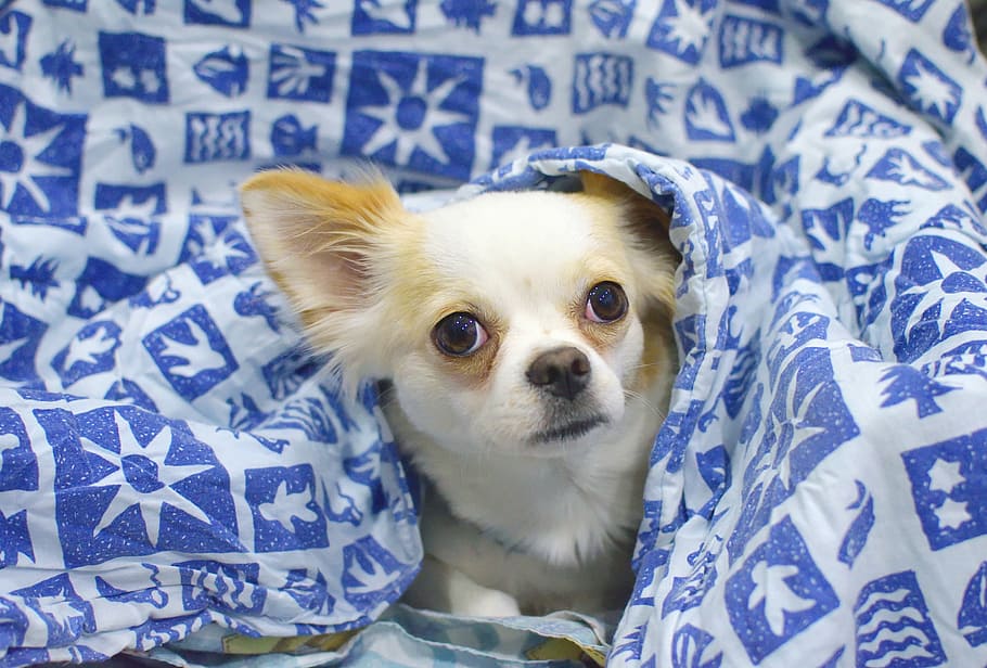adult, white, brown, chihuahua, covered, blue, blanket, dog, hiding, animals