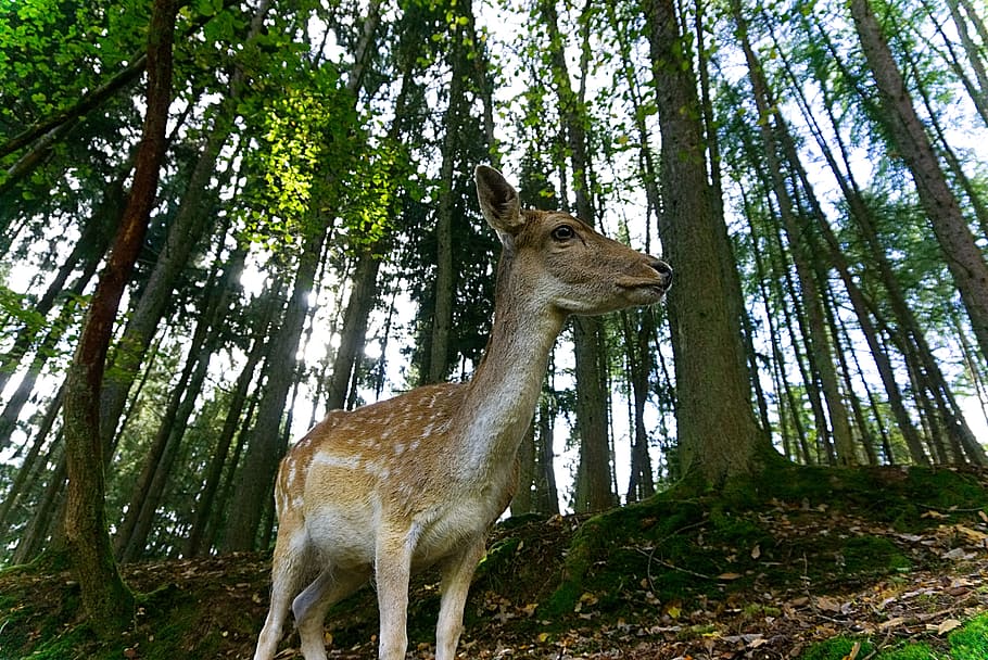 roe deer, wild, fawn, fallow deer, forest, animal, scheu, nature, mammal, forest animal