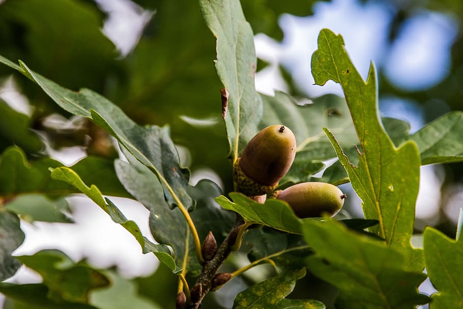 acorns, oak, b, oak leaves, autumn, nature, tree fruit, tree, german oak, leaf