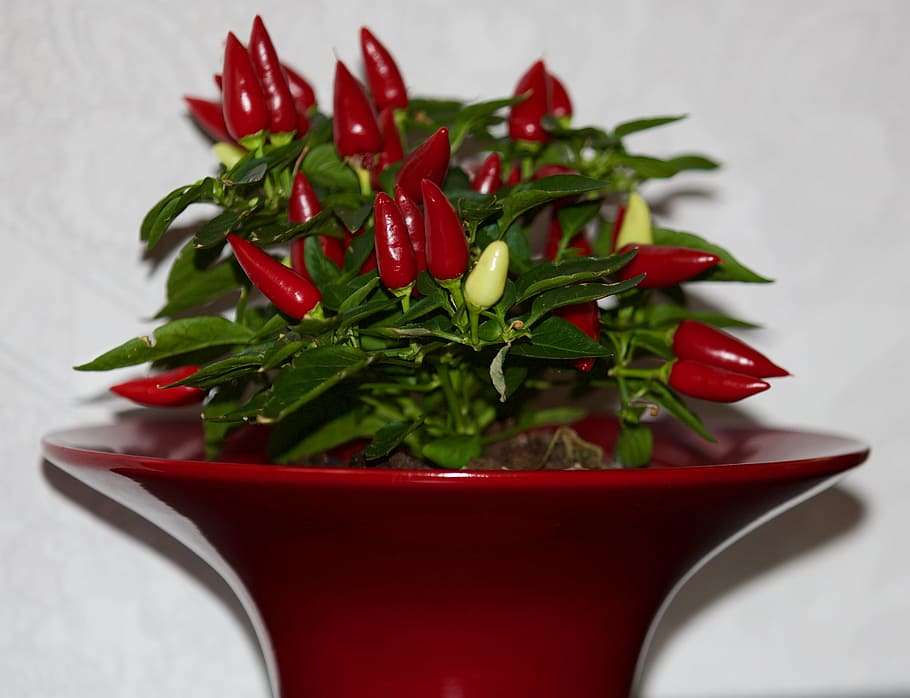 chili pepper, red, plant, red pepper, paprika, food, food and drink, indoors, close-up, studio shot