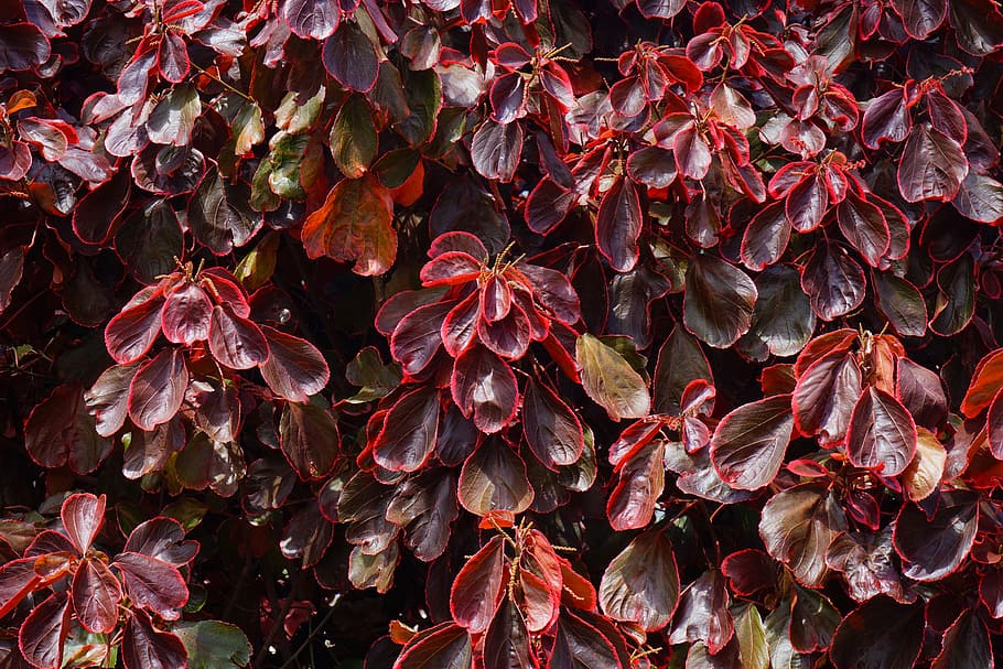 bush, leaves, red, wine red, reddish, acalypha wilkesiana, buntlaubig, euphorbiaceae, spurge family, red border