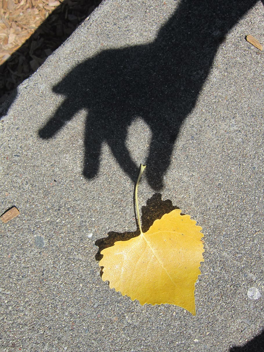 yellow, leaf, floor, trying, pick, persons hand shadow photography, pick up, persons, hand, shadow