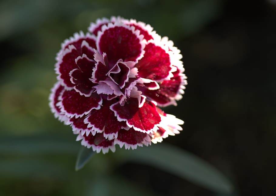 carnation, flower, coloring, petals, supplies, blooming, plant, close-up, vulnerability, freshness