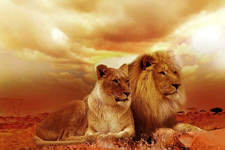 lion, lioness, sepia, safari, africa, landscape, steppe, sunset, nature, dusk