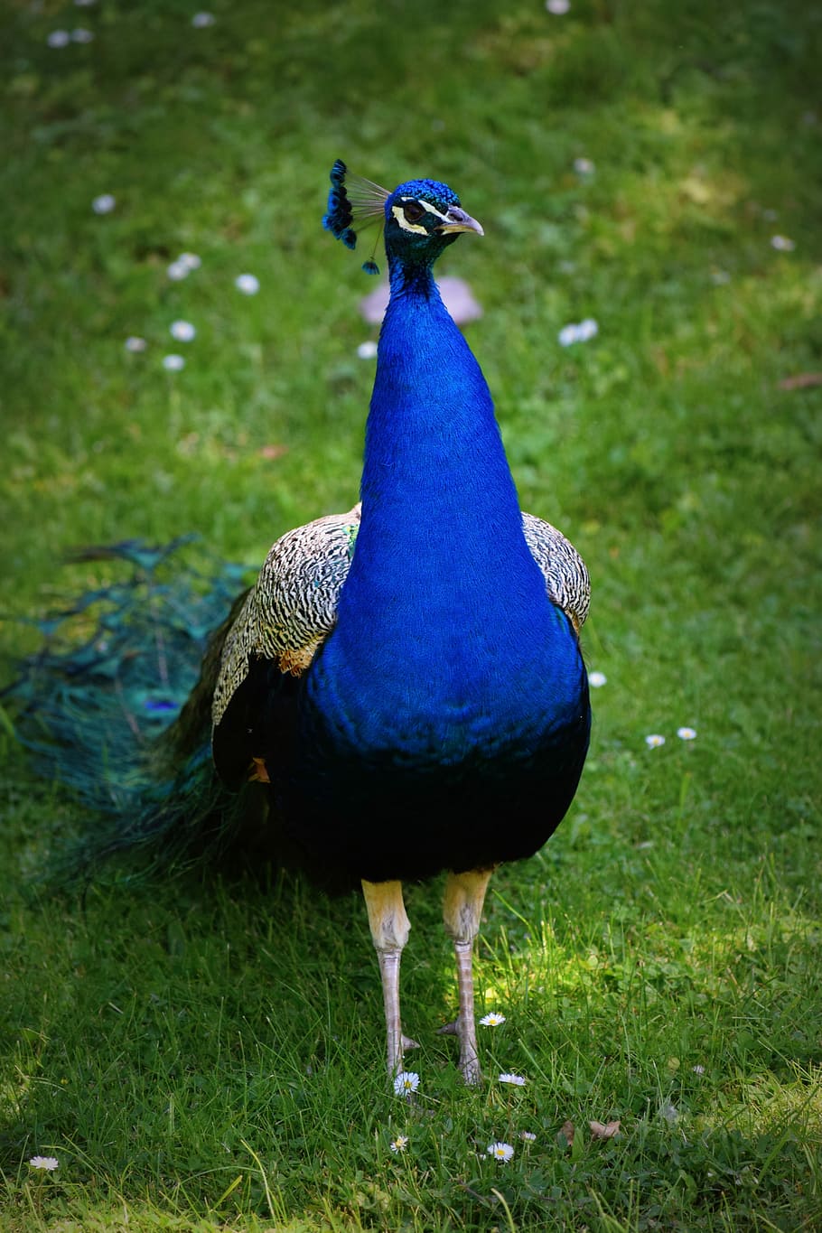 Bird, Peacock, Color, animal themes, peacock feather, feather, one animal, animal, vertebrate, animal wildlife