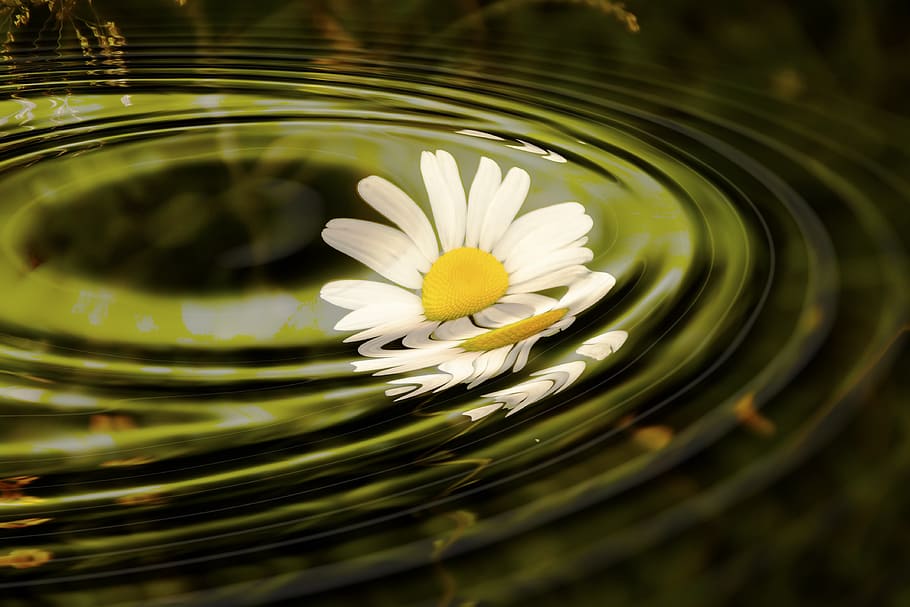 white, daisy flower, dropped, calm, body, water, daisy, wave, rings, circle