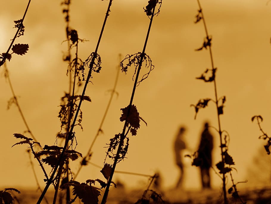 silhouette, two, people, standing, next, nettles, weeds, sunset, plants, herb