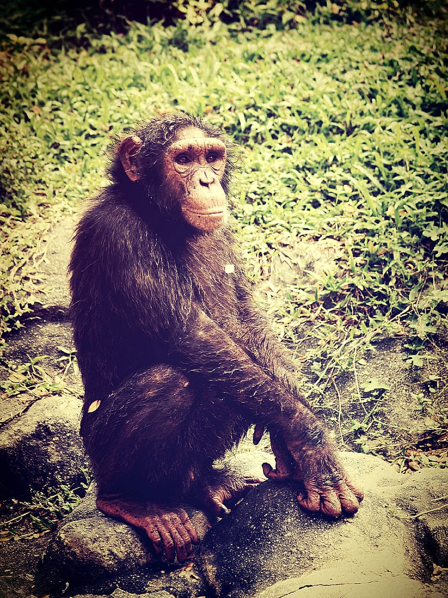 Animal, mono, chimpancé, relajante, árboles, África, dedos, lindo, bonobo, africano