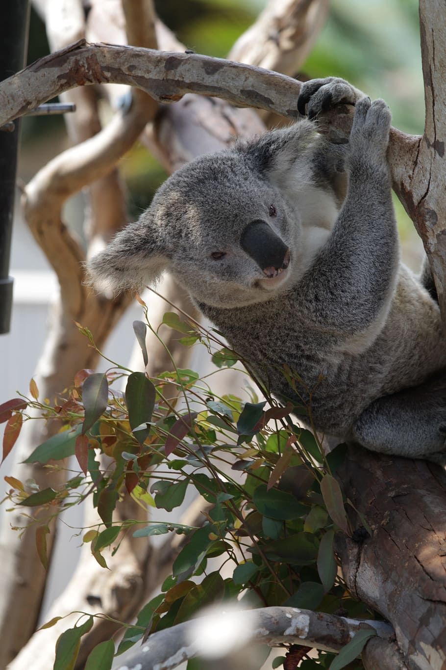 Koala, Close-Up, Bulu, Hewan, Margasatwa, liar, zoologi, mamalia, spesies, hutan belantara