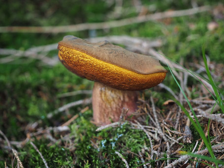 mushroom, cep, common mushroom, boletus edulis, spruce bolete, herrenpilz, noble rot, dick placidus relative, dickröhrling, boletus