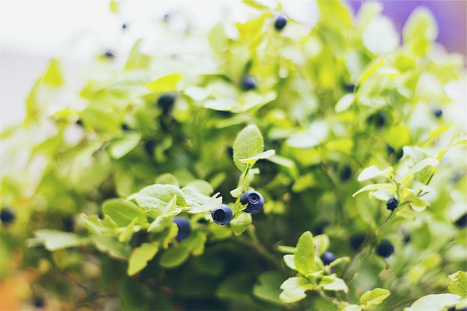 blueberry, buah-buahan, tanaman, pertumbuhan, menanam, bagian tanaman, daun, kesegaran, warna hijau, keindahan di alam