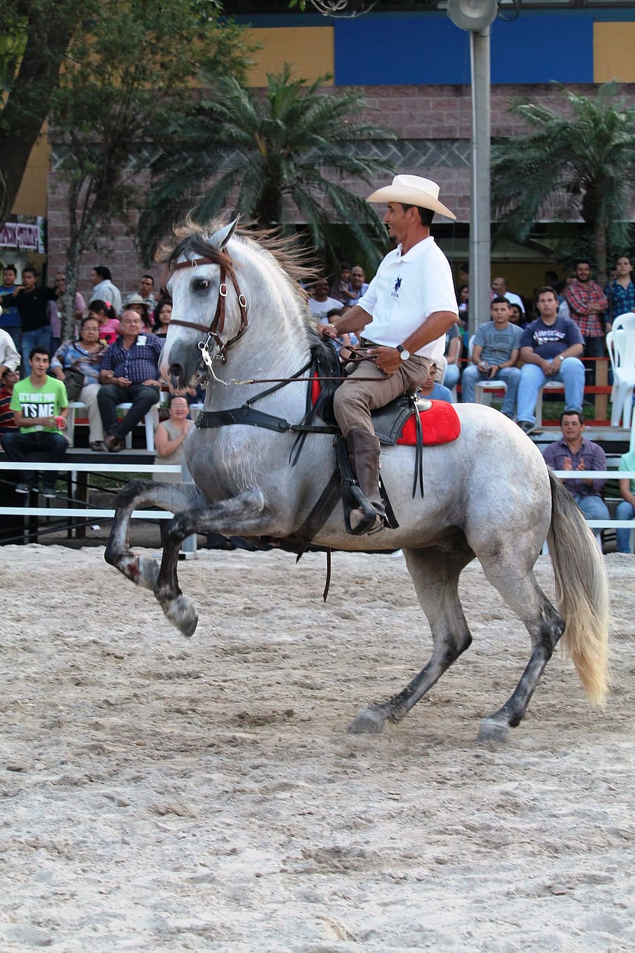 Cowboy, Horse, Rider, Party, Animal, horse, rider, party, animal, colt, stable, jaripeo