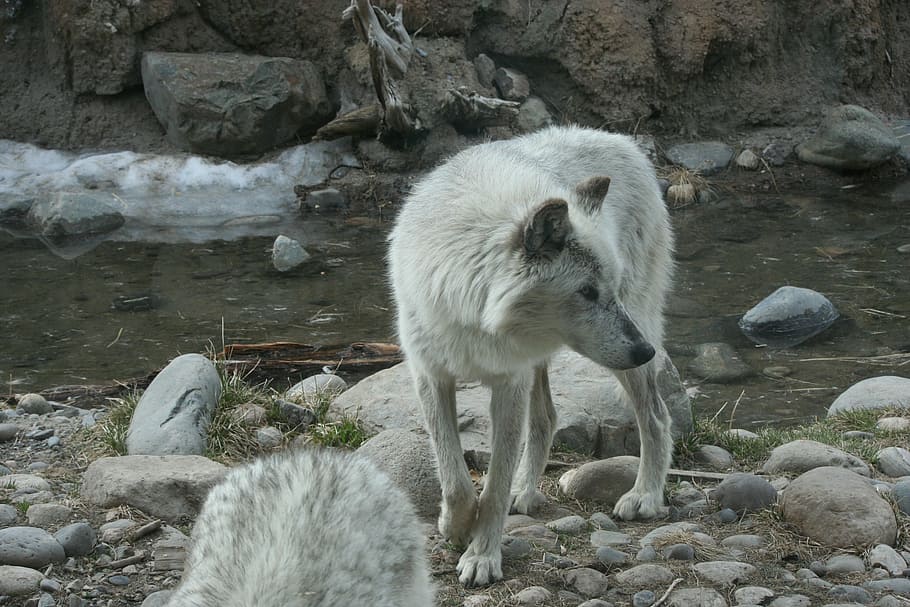 snow wolf, river, wolf, yellowstone, animal, mammal, white, solid, rock, rock - object