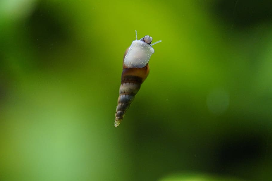 water snail, aquarium, small, macro, shell, close, stick, crawl, meeresbewohner, mollusk