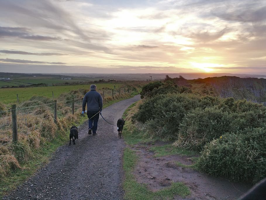 Irlanda, Cães, Caminhando, Homem, Pôr do sol, Caminhada, Calçada dos gigantes, cachorro, vista traseira, animais de estimação