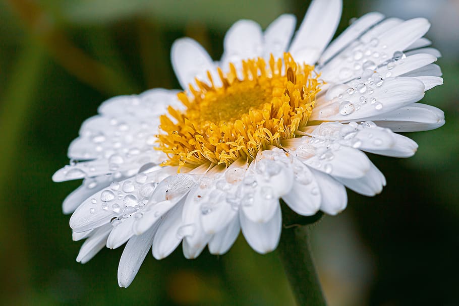 marguerite, drip, raindrop, drop of water, wet, blossom, bloom, plant, meadow margerite, flowers