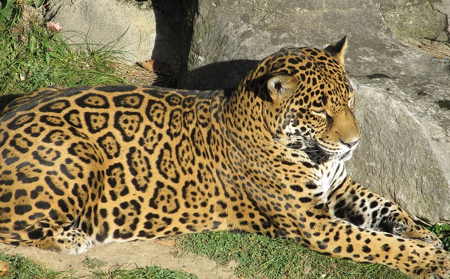 fotografia, leopardo, ao lado, rocha, onça-pintada, felino, mamífero, predador, carnívoro, animais selvagens