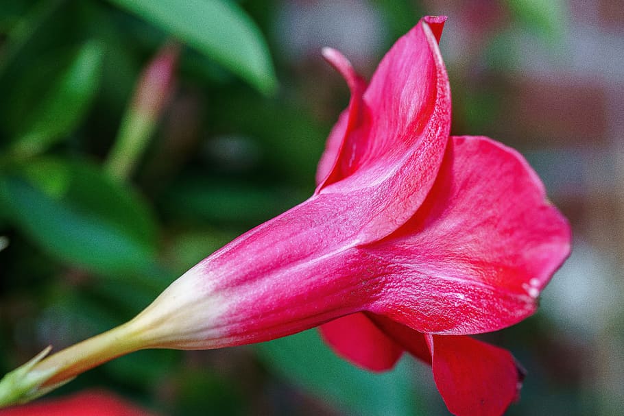 flor de embudo, flor, macro, en forma de trompeta, trichterförmig, escalador, mandevilla, rojo, planta de jardín, rosa