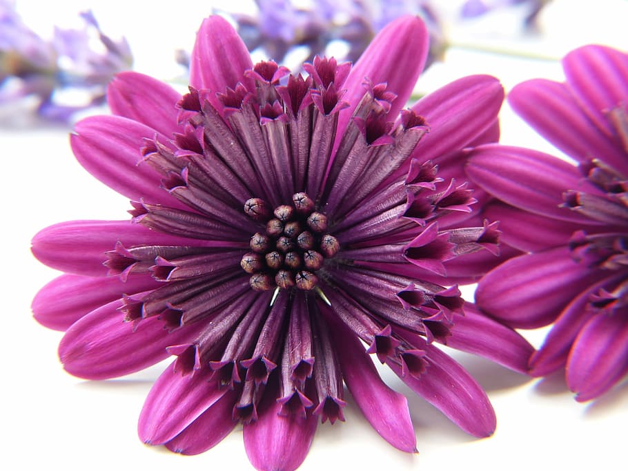 purple petaled flowers, margarite, blossom, bloom, purple, close up, wildflowers, beauty, nature, environmental protection