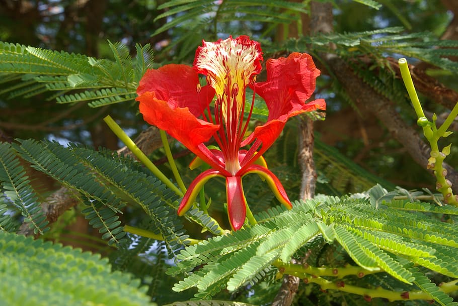 Extravagante, flor, rojo, hojas, árbol, delonix regia, planta de algarrobo, caesalpinioideae, leguminosa, fabaceae